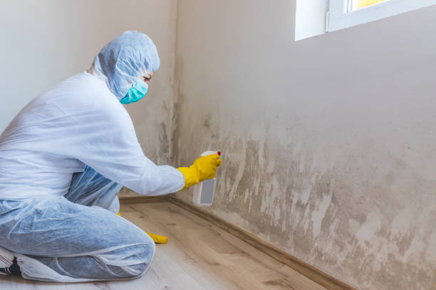 Licensed Basement Mold Removal service in Huntingdon Valley, PA - WQB Mold Removal