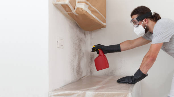 Professional Basement Mold Removal technician working in Huntingdon Valley, PA