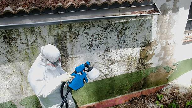 Top rated local Basement Mold Removal specialists in Huntingdon Valley, PA